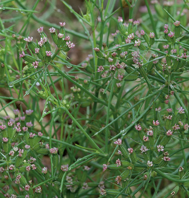 Cumin